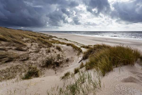 Blick über die windgeformten Dünen der Sylter Westküste mit robusten Dünengräsern im Vordergrund und der Nordsee im Hintergrund unter einem dramatischen Wolkenhimmel.