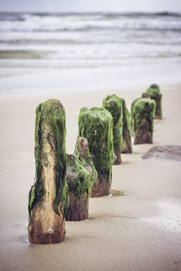 Buhnen mit Algenbewuchs am Strand von Westerland auf Sylt, die in einer Reihe ins Meer führen.