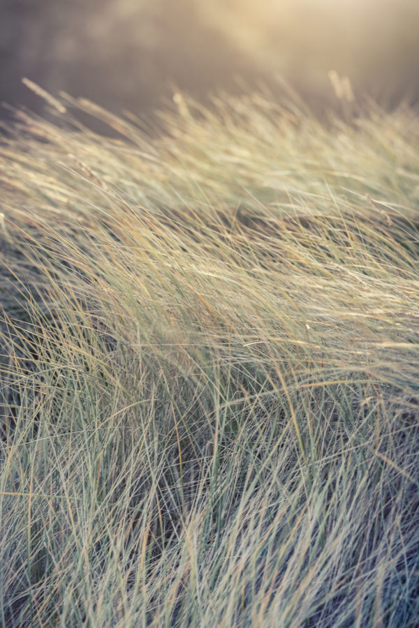 Dünengras, das sich in den warmen Farben des Sonnenlichts auf Kampen/Sylt im Wind wiegt.