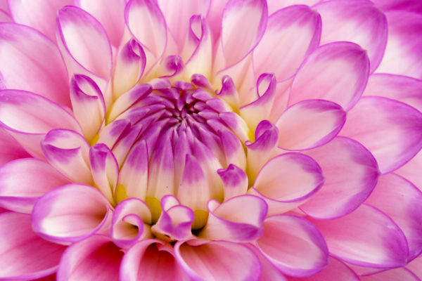 Nahaufnahme einer Dahlienblüte in zarten Violett- und Rosatönen, fotografiert von Beate Zoellner für feine art.