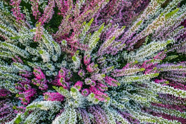 Dicht aneinander stehende Blumen in verschiedenen Farbtönen von Weiß über Lila bis Pink, die in voller Blüte stehen.