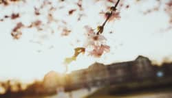 Wandbild Schloss Münster mit Kirschblüte im goldenen Sonnenlicht und Bokeh | feine art