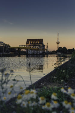 Blick auf die beleuchteten Osmohallen am Stadthafen in Münster bei Dämmerung mit Fernsehturm im Hintergrund und Wildblumen im Vordergrund.