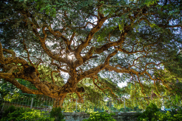 Majestätischer Baum mit gewundenen Ästen, durch die die Sonnenstrahlen fallen, umgeben von Grün und einer Steinmauer.