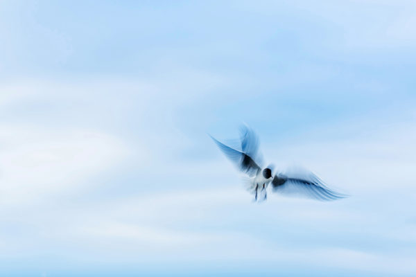 Weiße Möwe in dynamischer Flugpose mit unscharfen Flügelspitzen vor einem ruhigen, pastellblauen Himmelshintergrund.