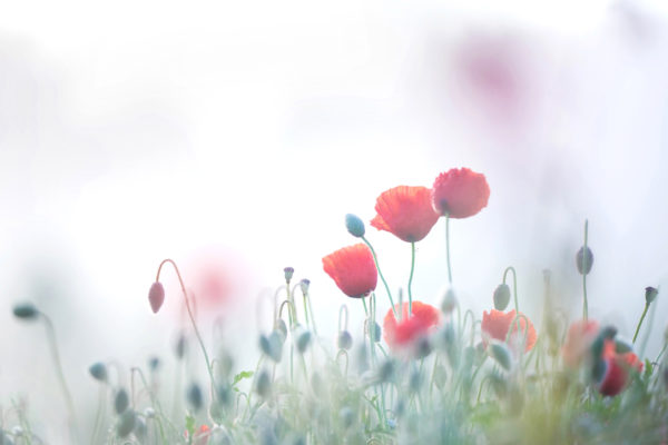 Zarte Mohnblumen erheben sich vor einem sanften, nebligen Hintergrund, umgeben von Knospen und feinem Grün.