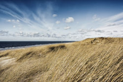 Sanddünen mit goldenem Gras vor blauem Meer und Himmel mit Wolken.