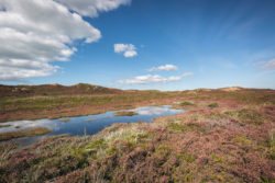 Blühende Heidelandschaft in Listland auf Sylt, beleuchtet von der Sonne, mit klarem blauen Himmel und Heidetümpeln, festgehalten von Beate Zoellner.