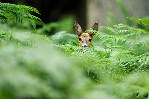 Ein junges Reh versteckt sich neugierig hinter grünen Farnen in einem Wald.