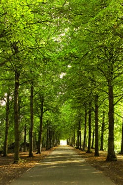 Promenade Münster im Sommer