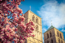 Blühender Baum vor St.-Paulus-Dom in Münster, blauer Himmel mit Wolke, aufgenommen von Anna Hünker
