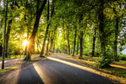 Sonnenaufgang auf der Promenade in Münster mit Sonnenstrahlen, die durch Bäume scheinen