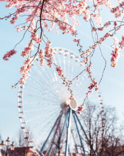 Riesenrad auf der Send in Münster, gesehen durch blühende Zweige vor einem blauen Himmel.