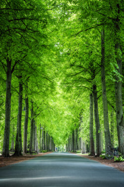 Münster Promenade im Frühling, grüne Blätter und Sonnenlicht