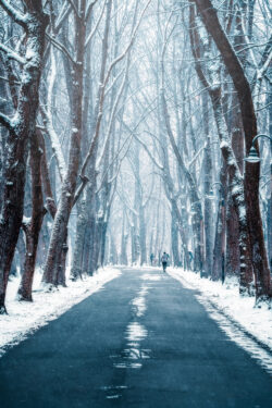 Schneebedeckte Bäume entlang der winterlichen Promenade in Münster, Fotografie von Sascha Talke.