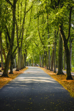 Herbstliche Promenade in Münster, aufgenommen von Sascha Talke.