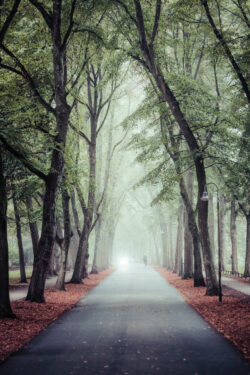 Herbstliches Foto der Promenade in der Altstadt von Münster, mit braunen Blättern und leichtem Nebel, aufgenommen von Sascha Talke.