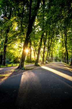 Sternförmige Sonne scheint durch Bäume auf die Promenade in Münsters Altstadt