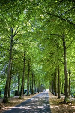 Sommeransicht der Promenade in Münster fotografiert von Wolfgang Nietan