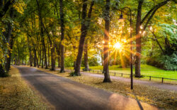 Sonnige Promenade in Münster mit Bäumen, auf denen das Sonnenlicht fällt, aufgenommen von Thomas Baro.